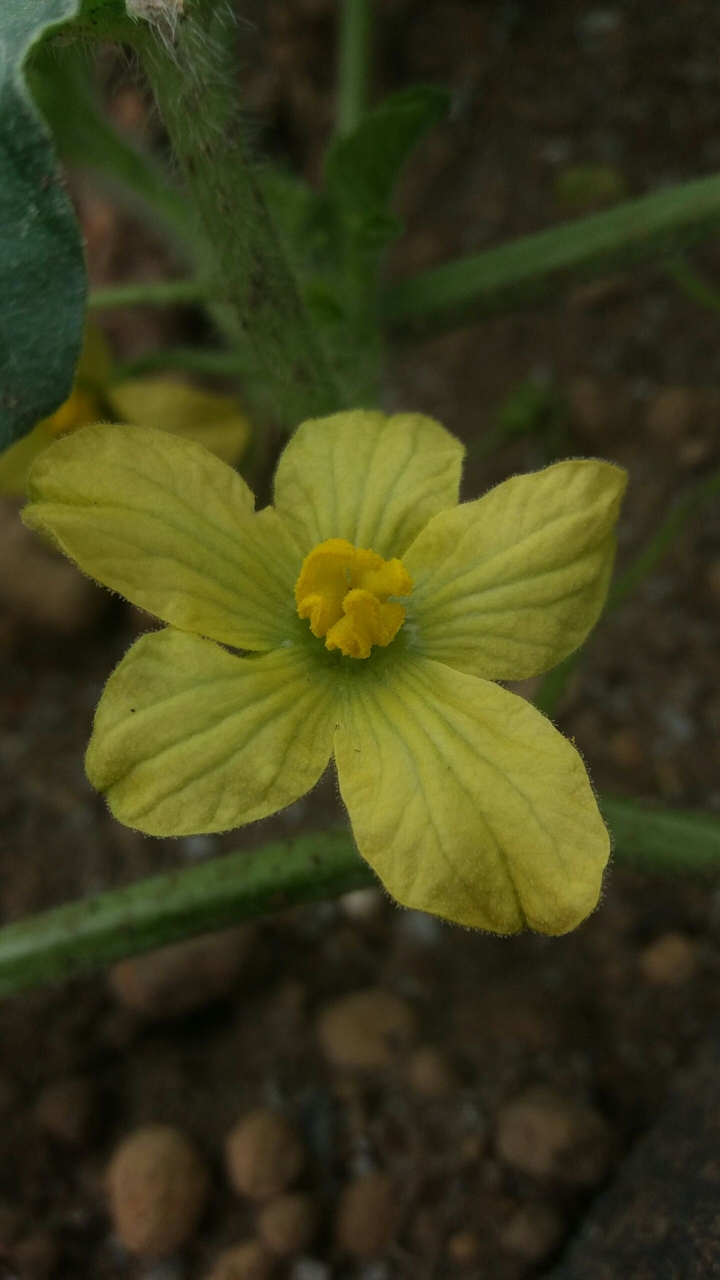 watermelon flower