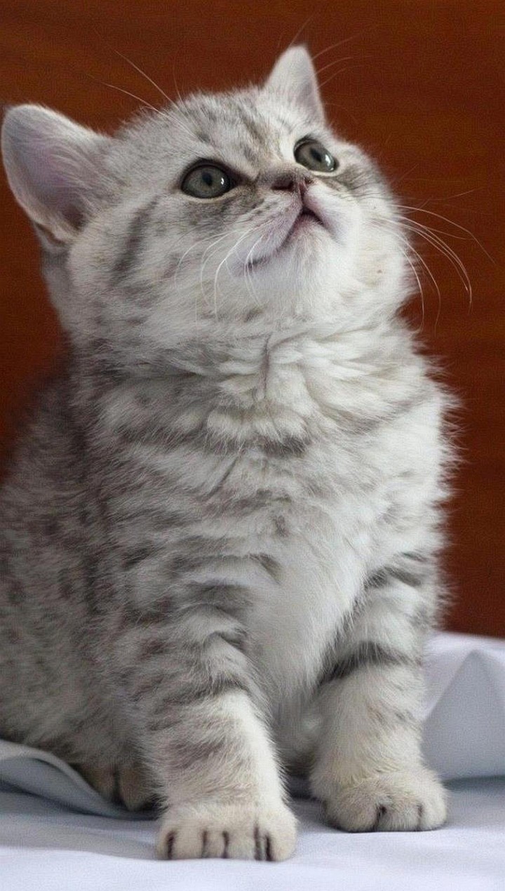 Cute kitten 