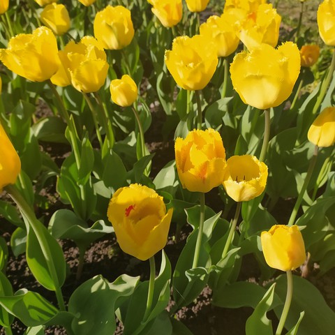 bunch of flowers