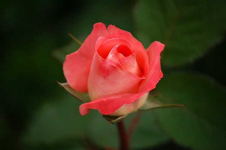 rose..