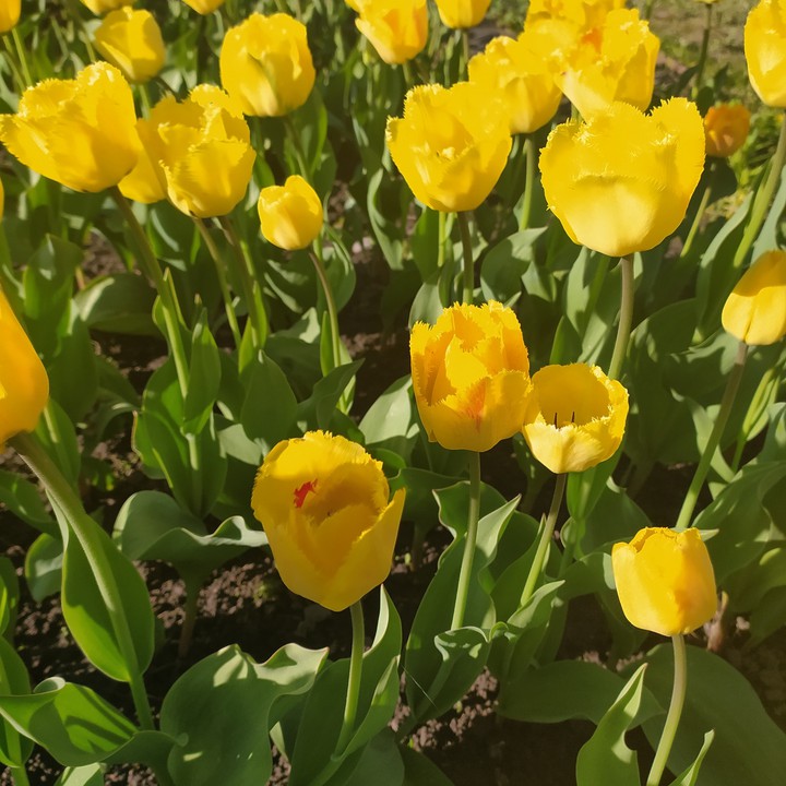 bunch of flowers