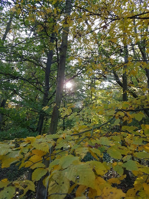 sun