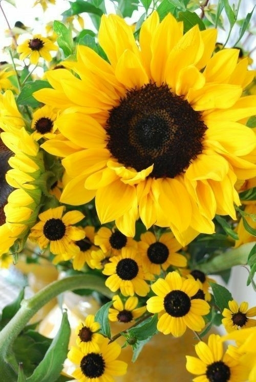 flowers