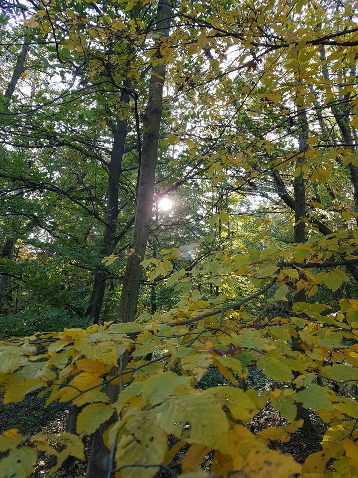 sun