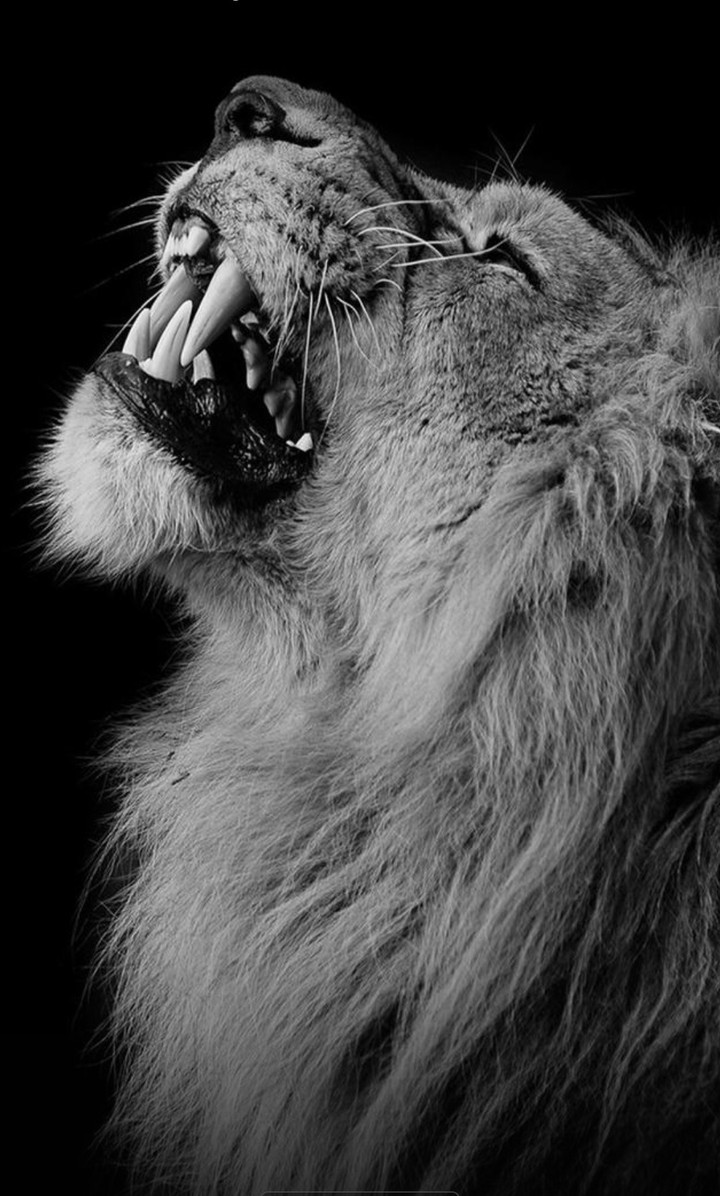 lion