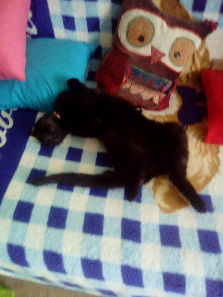 Lulu ❤