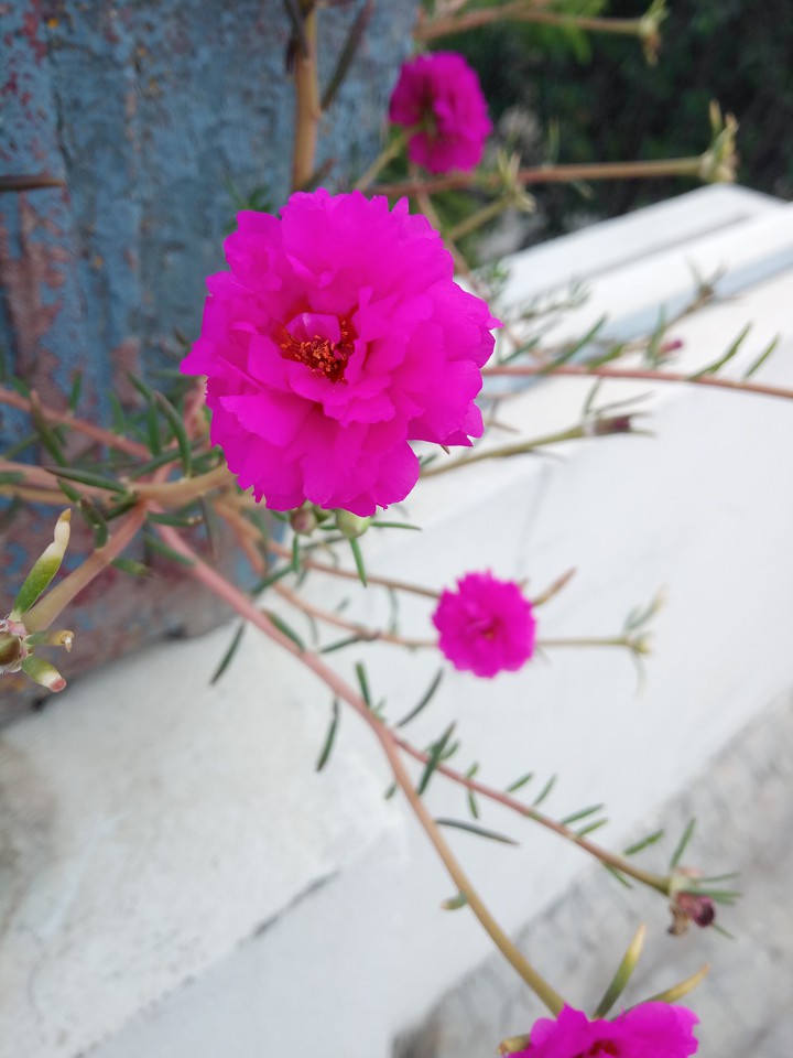 beauty in adversity