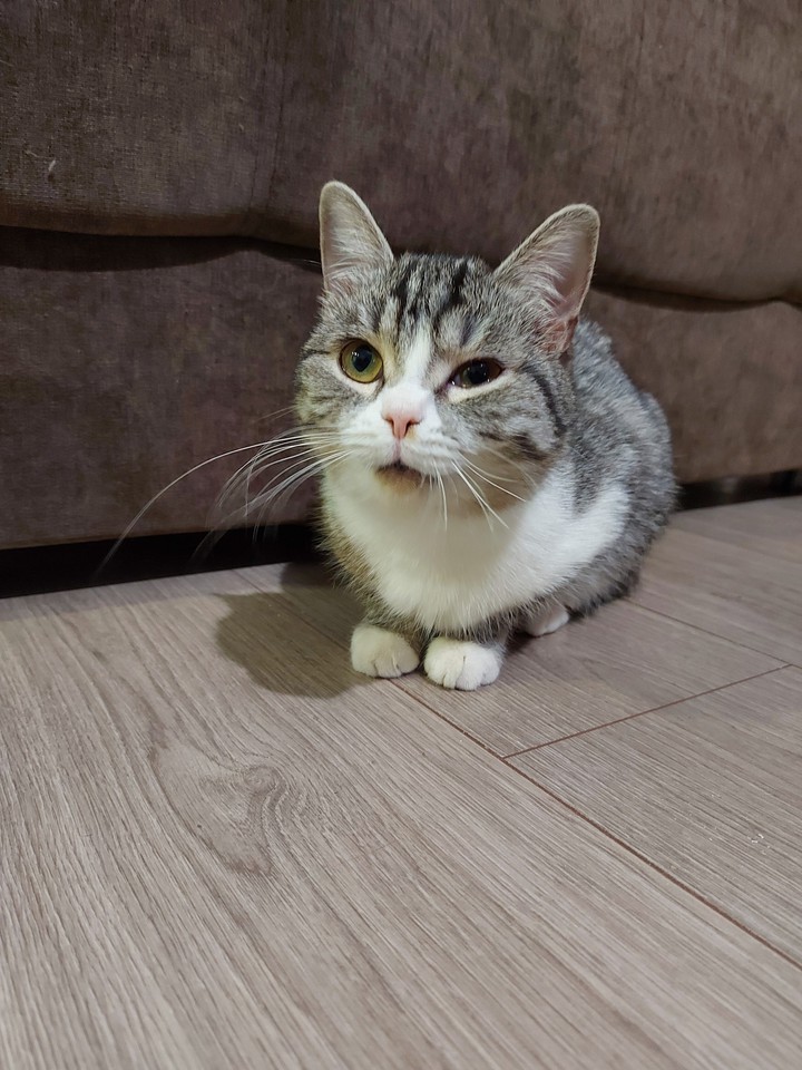 cat