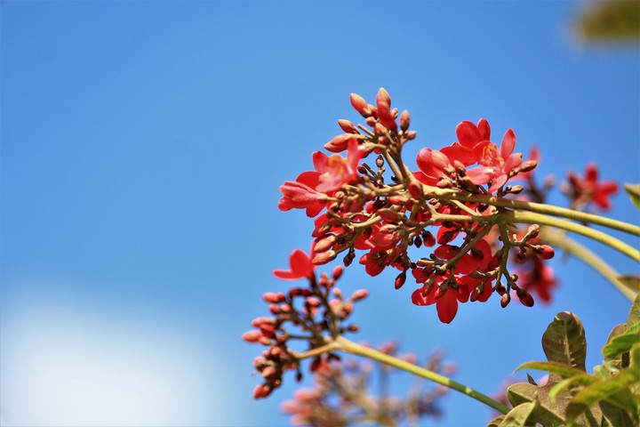 two natural beauties.. flower and the sky..