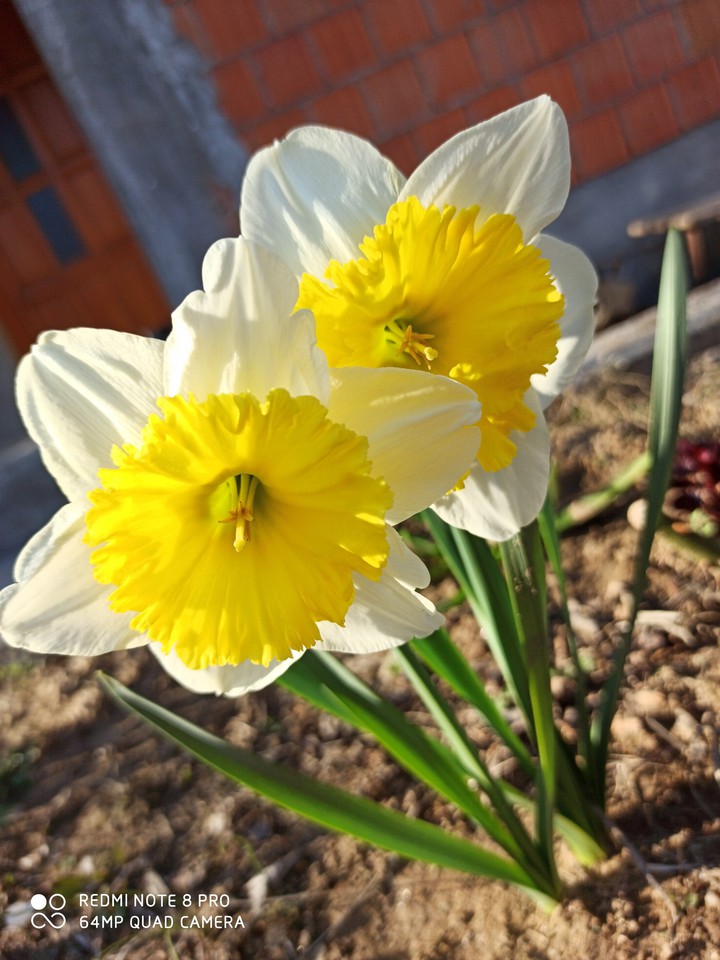 Narcis