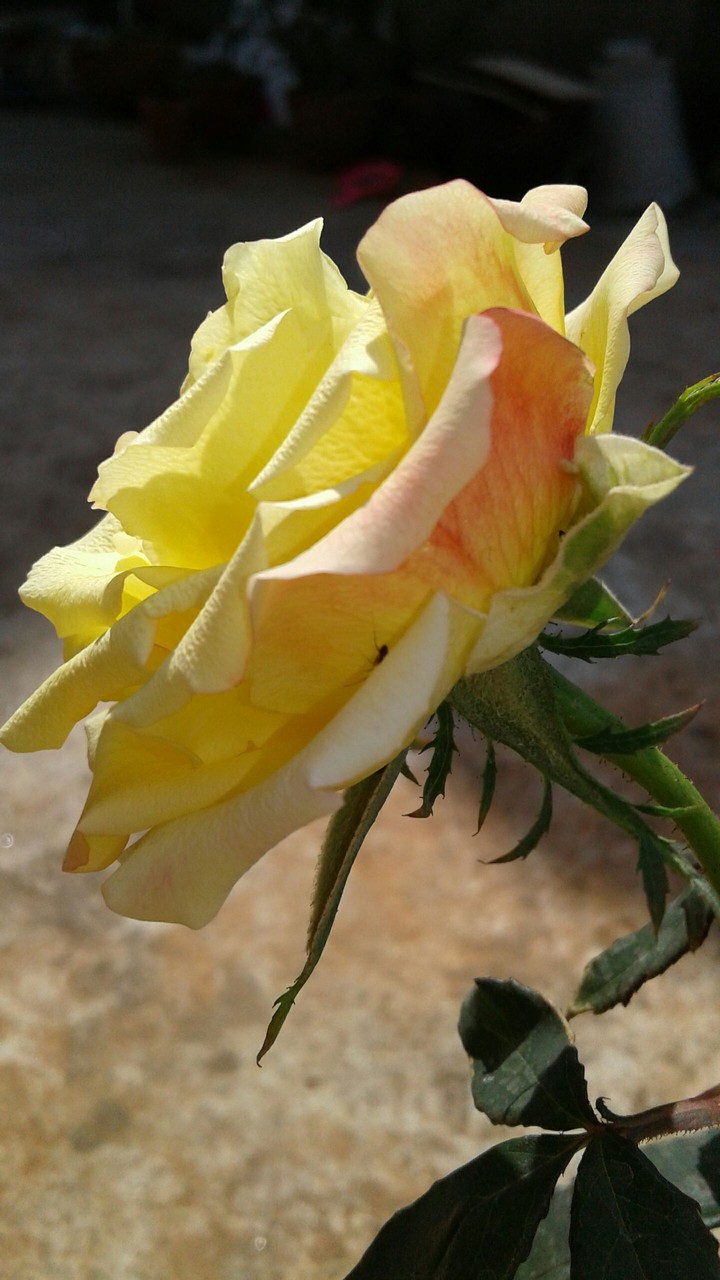 yellow red rose