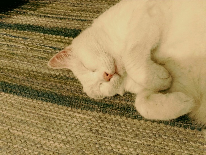 고양이