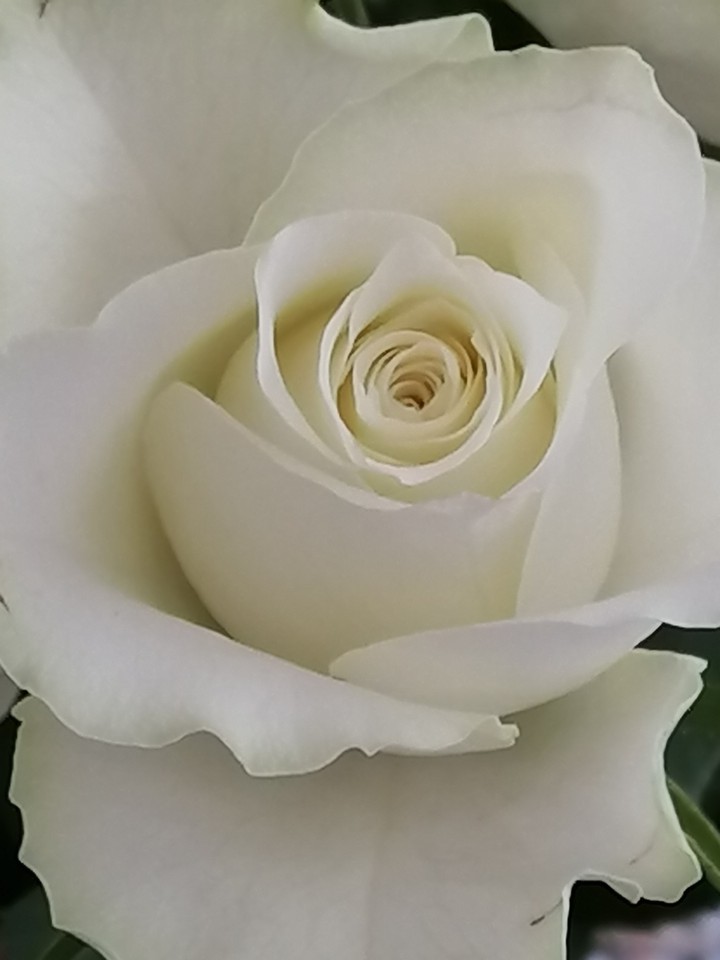 Blume