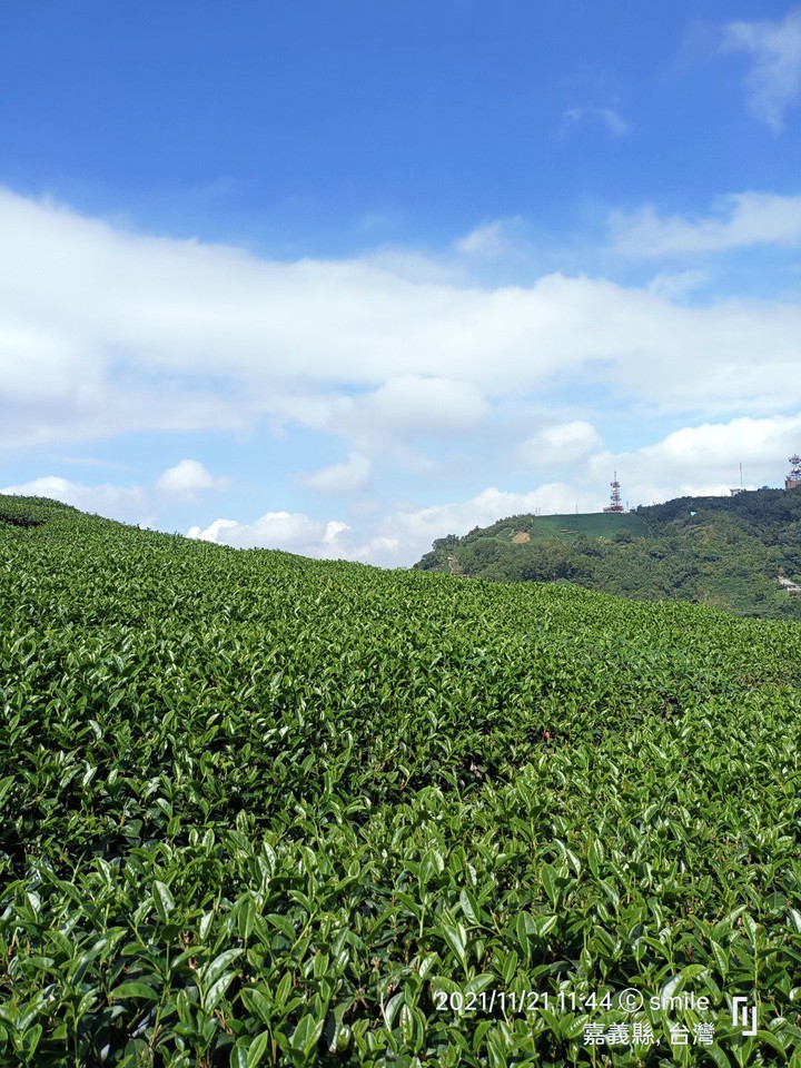 茶葉山
