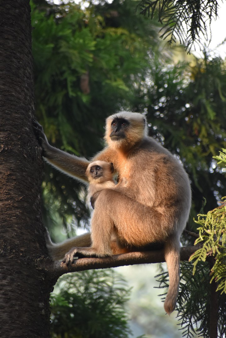 mother love