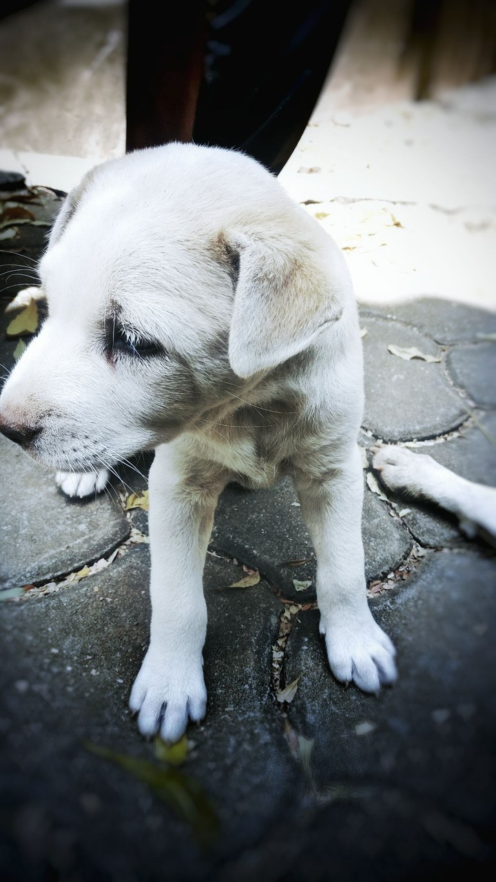 dog