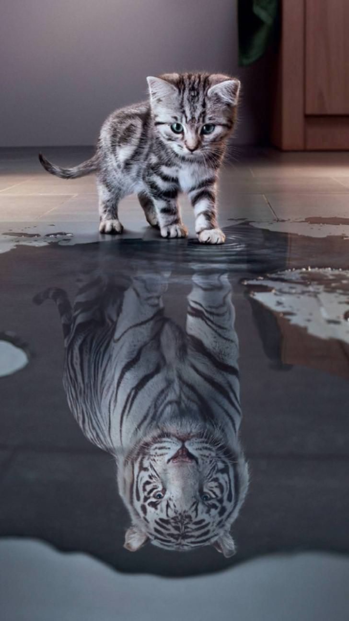 Cat & tiger