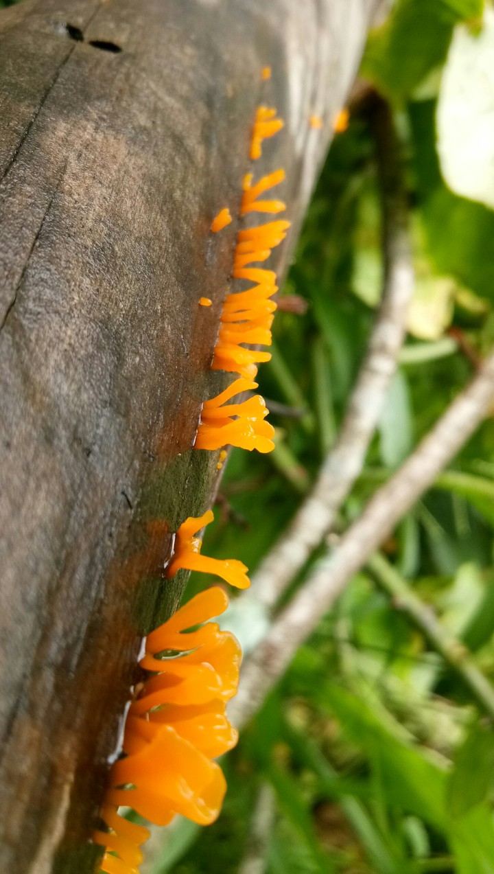 fungi