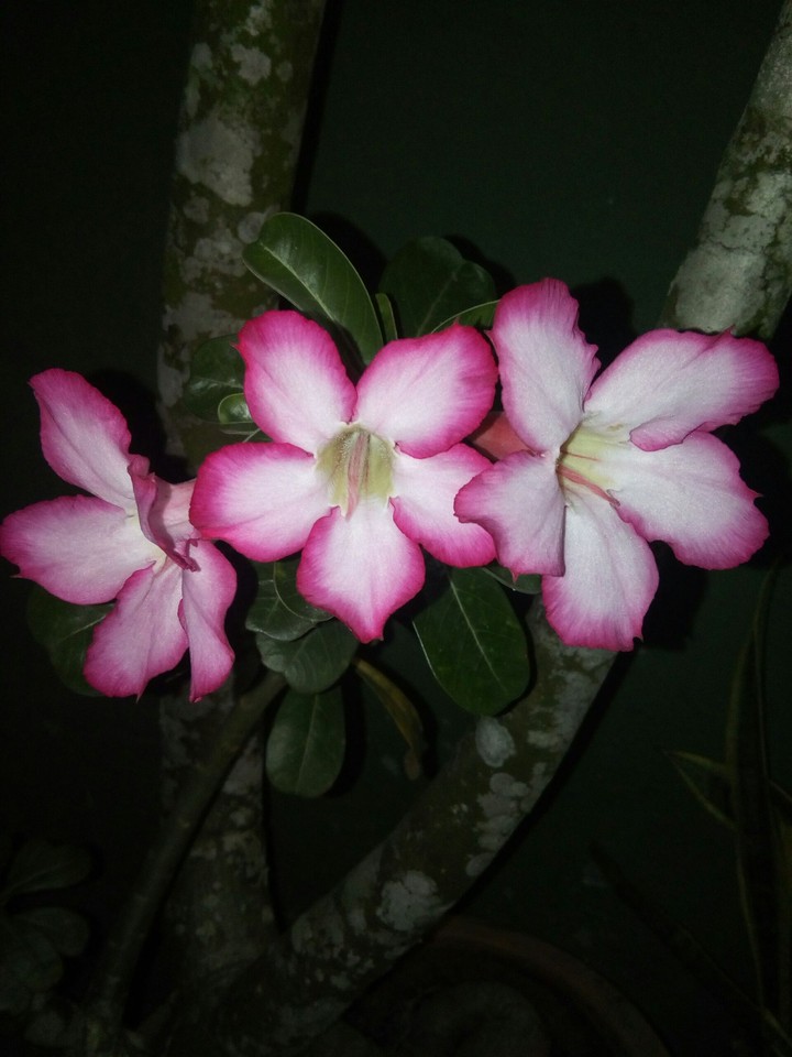 Flowers