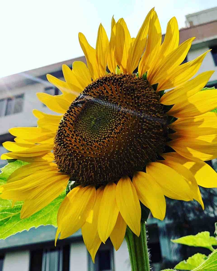 sunflower