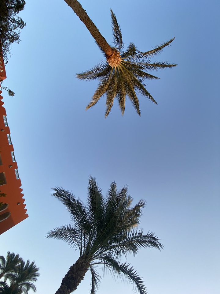 palms