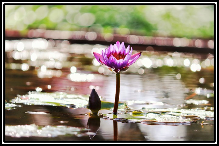 A beautiful lotus