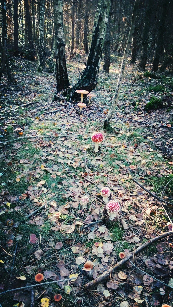 mushrooms, forest