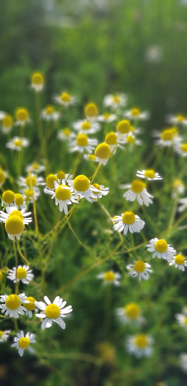 daisy