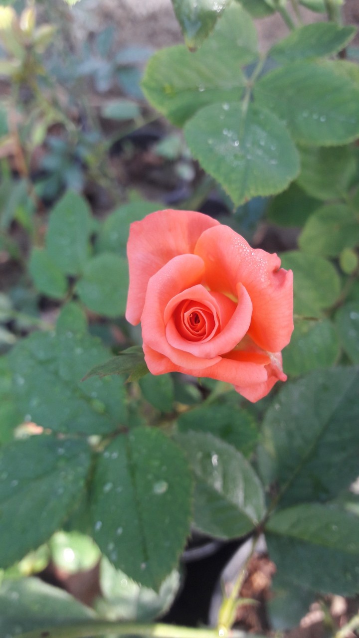 rose