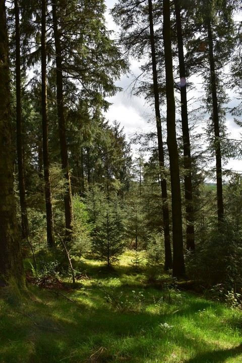 тапети vegetation, tree