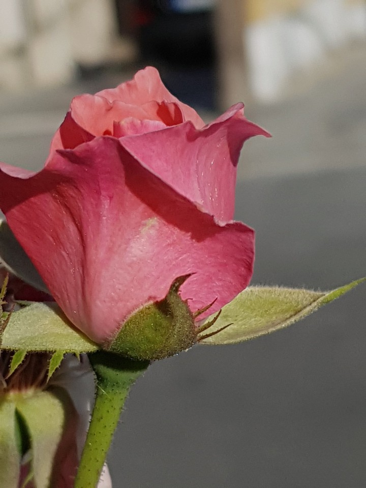 my favorite rose