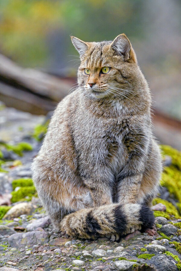cat