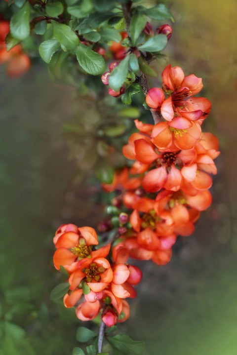 sorbus, spring achtergronden