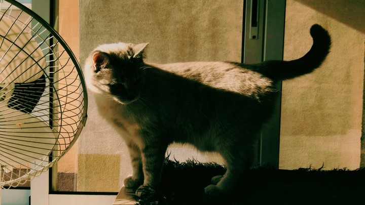 cat