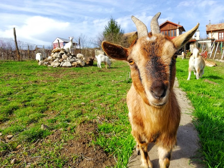 Mini Japanese goat