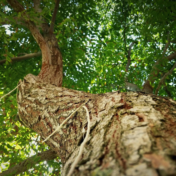 tree
