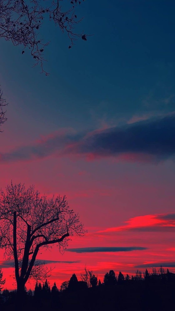шпалери red, branch