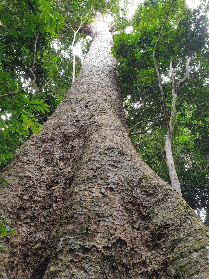 the biggest tree