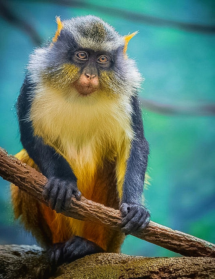 A Colorful Macaque