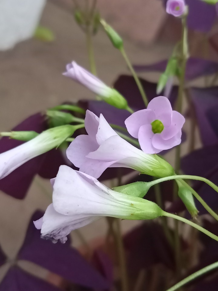 oxalis