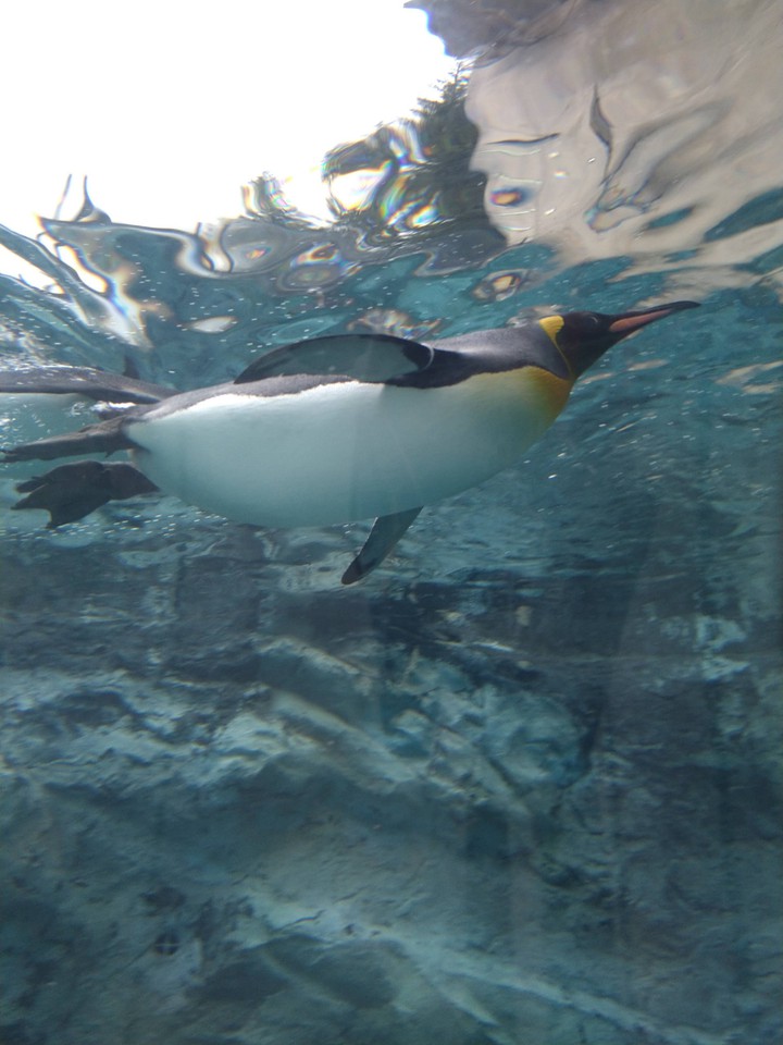 Penguin
