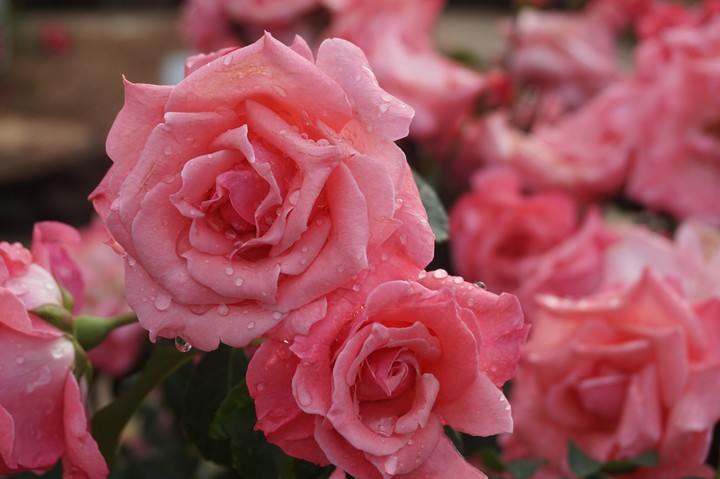 Bouquet of Pink Roses