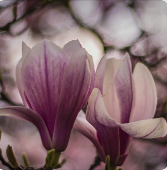 magnolia