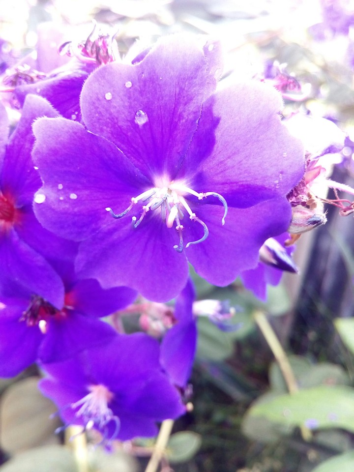 flor