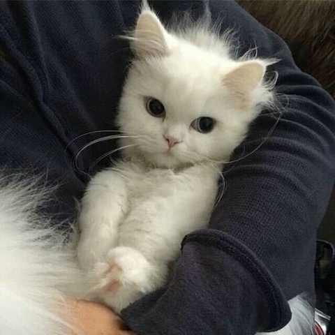 ragdoll, whiskers wallpapers