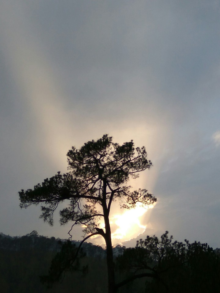 rays