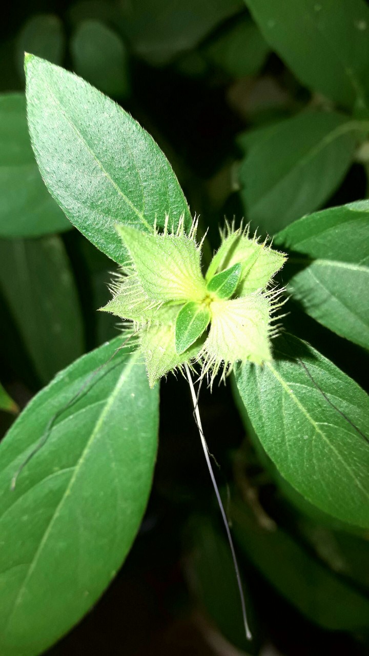 flower