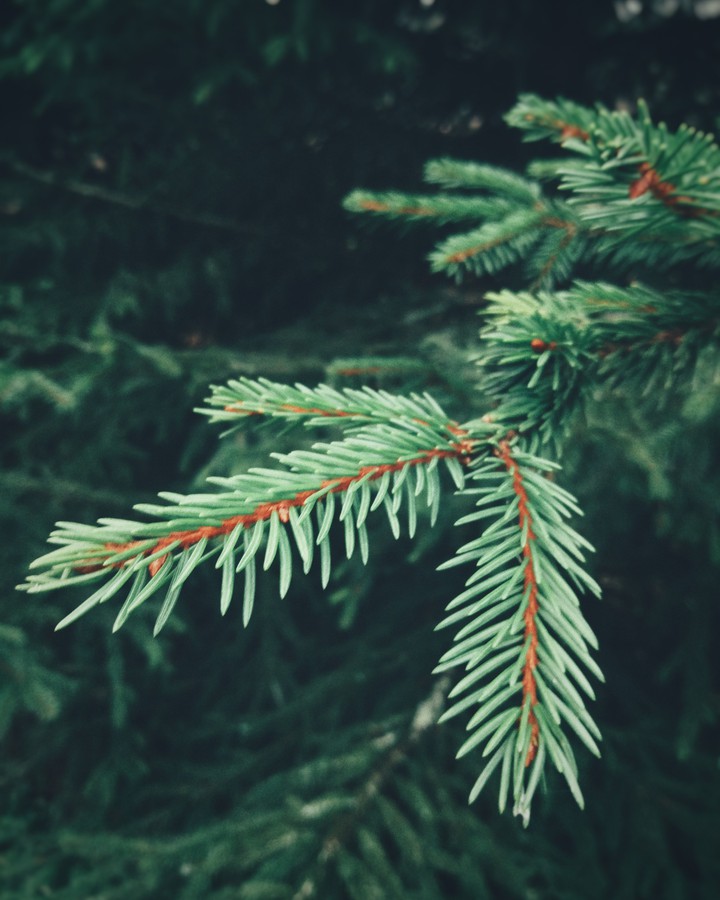 pine