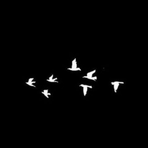 birds