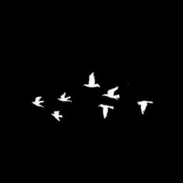 birds